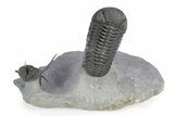 Spiny Cyphaspis Trilobite With Morocops - Top Quality Preparation #299846-1